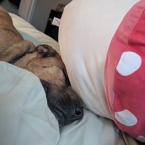 Meet your Posher, Carla